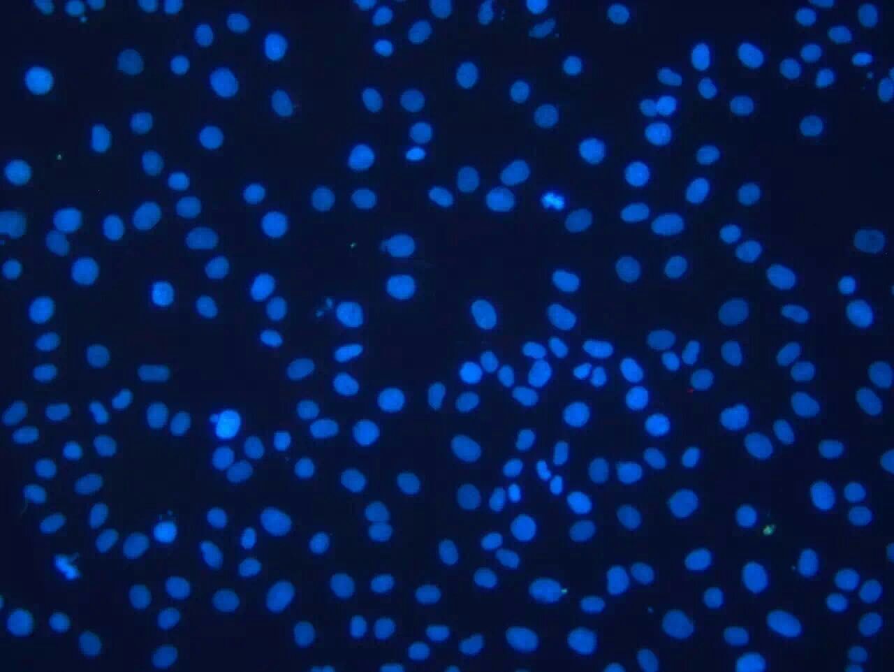 科學(xué)級CMOS MSX2拍攝的顯微鏡圖片-2